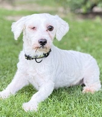Archie