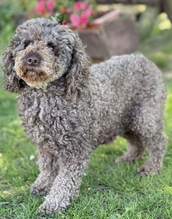 Berta