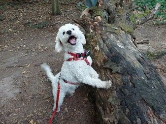 Wenn aus einem Kettenhund ein Freukeks wird