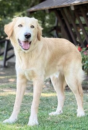 Budy