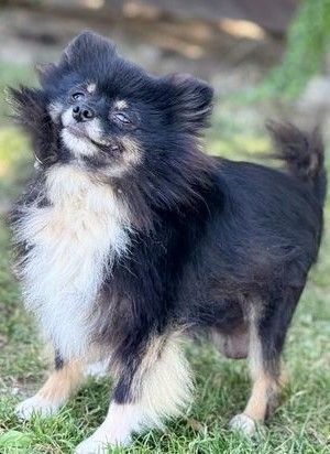 Heidi