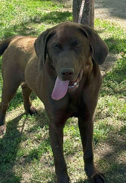 Kona