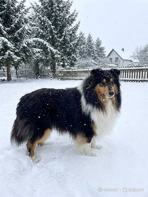 Oreo