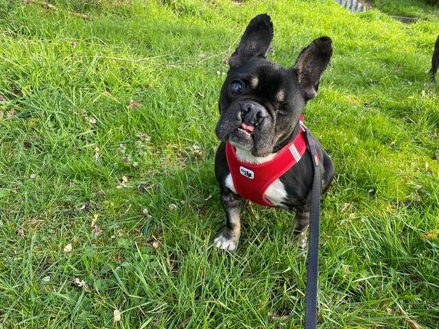 Ein kleiner Hund mit großem Kampfgeist