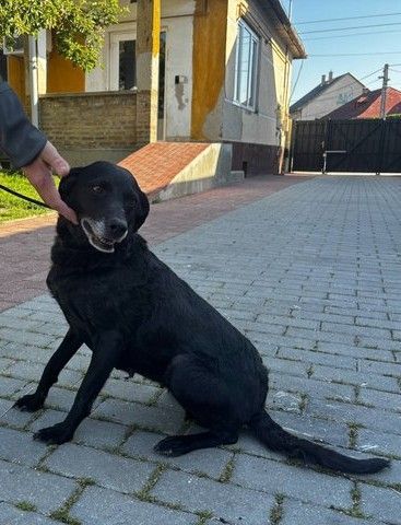 Stella