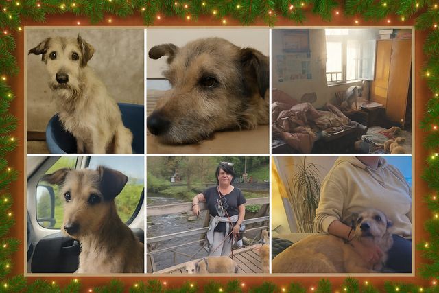 Türchen Nr. 11 – Kalis Weihnachtswunder 