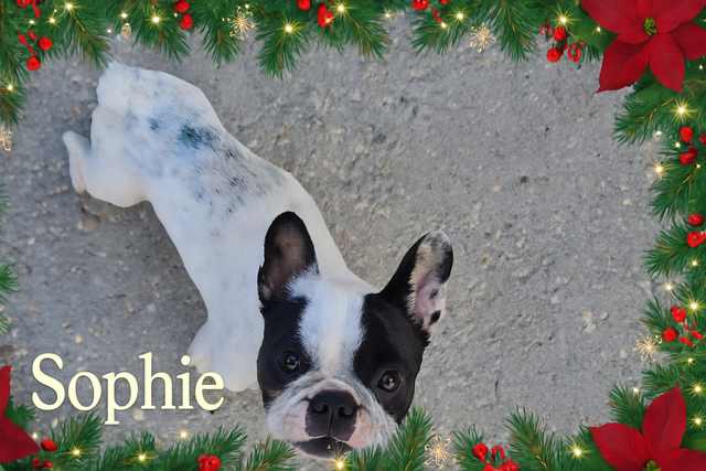 Türchen Nr. 13 - Sophies Weg ins Weihnachtswunder 