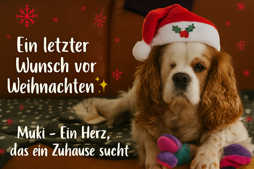 Türchen Nr. 22 – Muki – Ein Herz, das ein Zuhause sucht