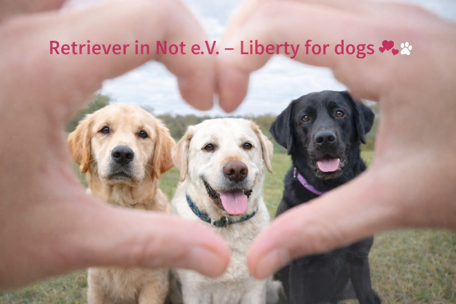 Valentinstag bei Retriever in Not - Liberty for dogs