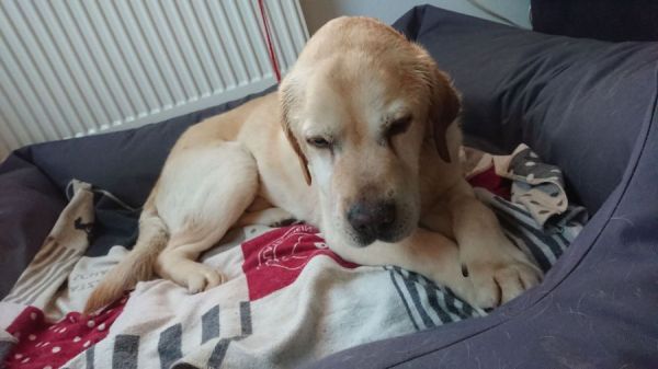 Retriever In Not Erfahrungen Liberty For Dogs Startseite | Retriever in Not - liberty for dogs