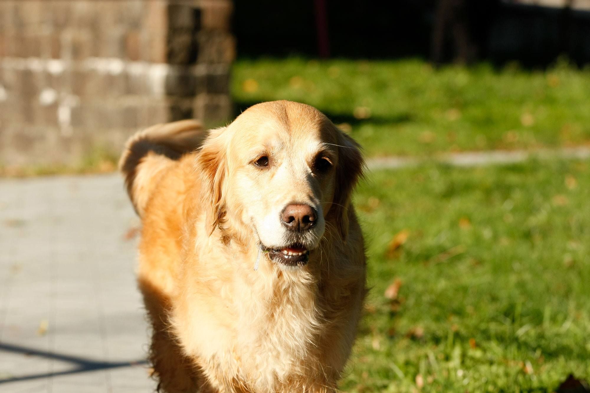 Vermehrerhunde